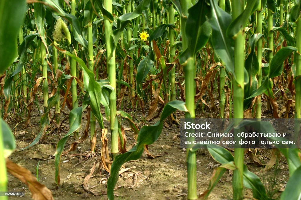 Corn In Rows Rows Of Corn On The Field Stalks Leaves And Cobs Stock Photo - Download ...