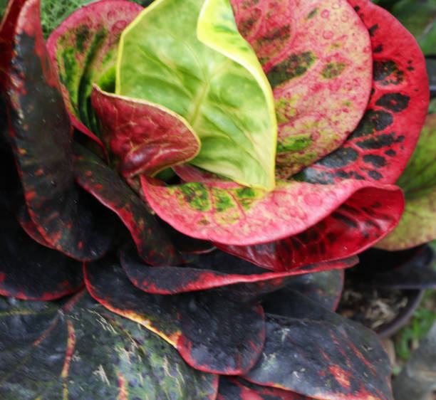 istock anthurium in the garden 1426873264