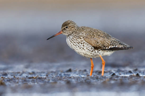 istock Common redshank or redshank (Tringa totanus) standing in the mud in the wetlands. 1426877070