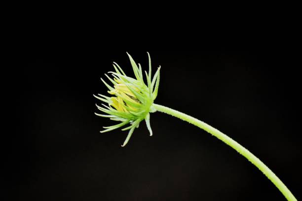 istock Snap of a flower bud 1426879308