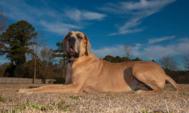 istock Grass in the winter with a purebred Great Dane on top 1426879352