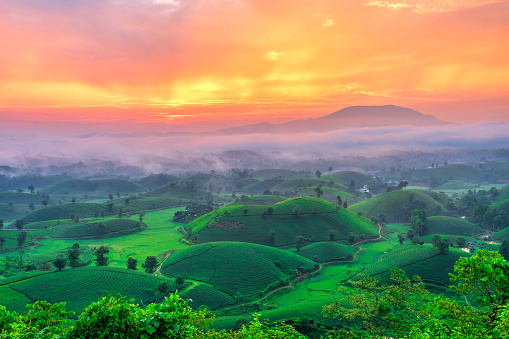 Long Coc tea hill, provincia de Phu Tho, Vietnam photo