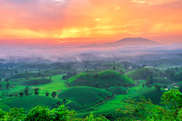 Long Coc tea hill, Phu Tho province, Vietnam
