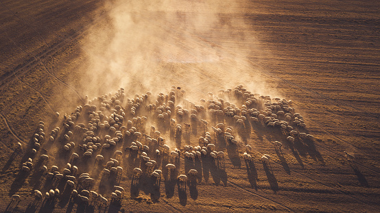 flock of sheep walking at sunset in the evening making dust