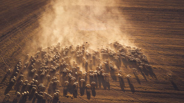 flock of sheep walking at sunset in the evening making dust stock photo