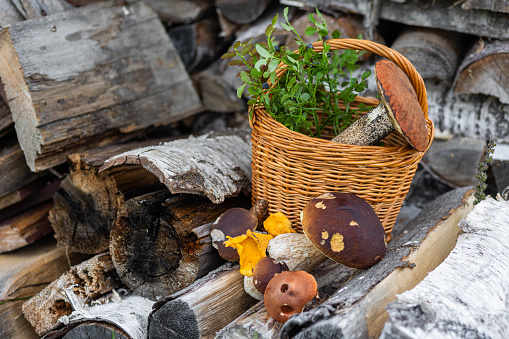 Forest mushroom boletus, cep, porcini, chanterelle collected in a wooden wicker basket. Late summer and autumn harvest. Natural food.