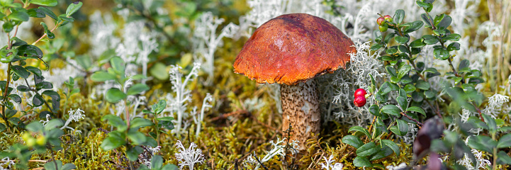 A forest edible brown boletus mushroom growing in a natural background. Karelia. Banner