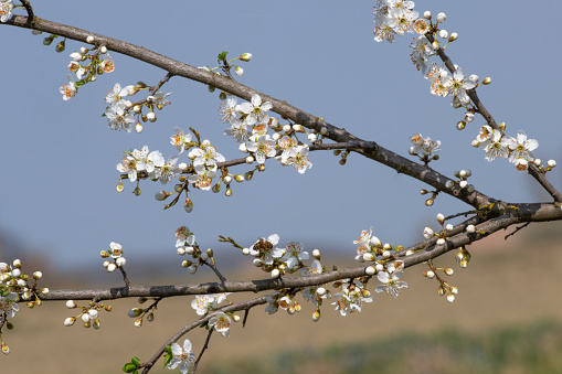 flowers of Blackthorn (Prunus spinosa)
