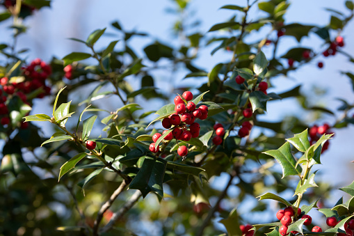 Collecting tatsty summer fruits