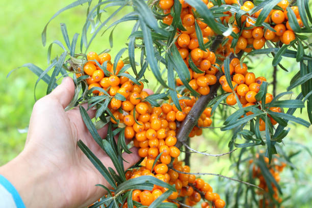 istock Sea buckthorn berries in bush 1426890399