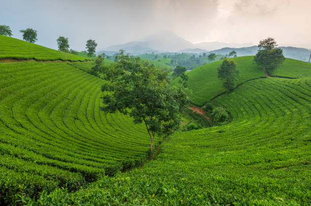 istock Long Coc tea hill, Phu Tho province, Vietnam 1426895736