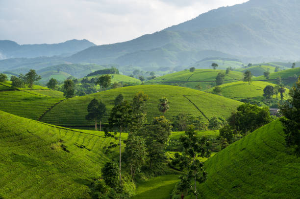 istock Long Coc tea hill, Phu Tho province, Vietnam 1426895743