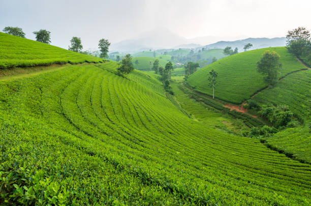 istock Long Coc tea hill, Phu Tho province, Vietnam 1426895747