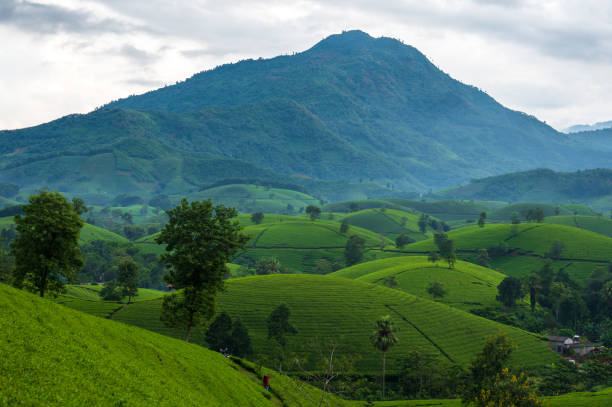 istock Long Coc tea hill, Phu Tho province, Vietnam 1426896575