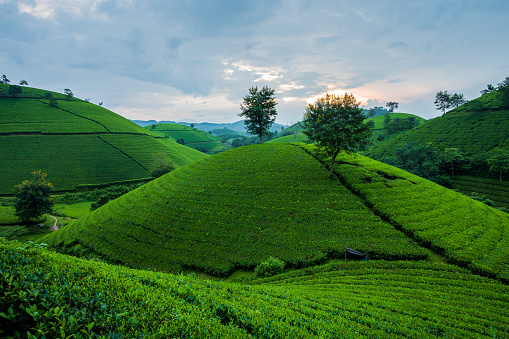 Long Coc tea hill, Phu Tho province, Vietnam