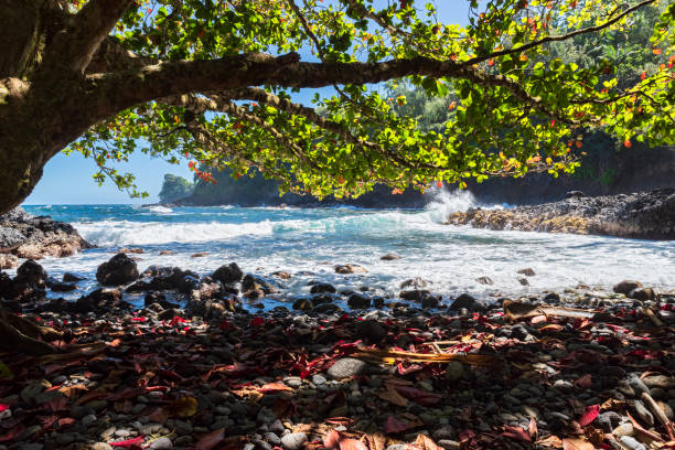istock rugged coast and surf at onomea bay hawaii 1426897432