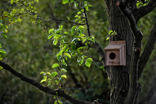 Birdhouse made with various old license plates hanging from a tree.