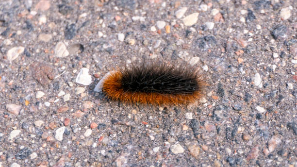 istock large black and red caterpillar close-up 1426897796