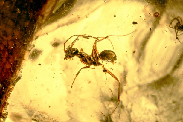 Ant Encased in Burmese Amber - Close Up An ant encased in Burmese Amber (Kachin Amber) excavated from Cretaceous level strata in the Hukawng Valley region of Northern Myanmar (Burma).  The ant preserved in this amber specimen appears remarkably similar to the more than twelve thousand species of ants inhabiting the earth today vertebrate stock pictures, royalty-free photos & images