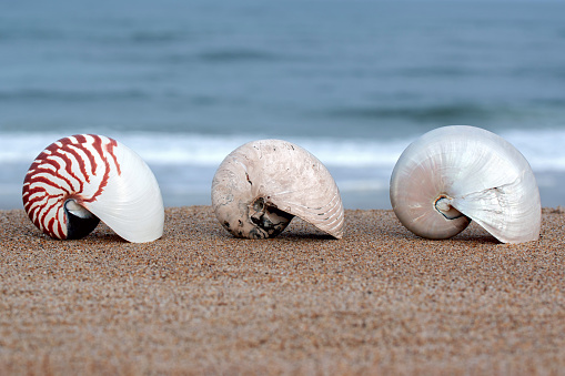 Stock photo showing close-up, elevated view of seashells with a starfish on sandy beach background.