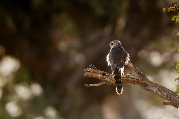 istock Gabar Goshawk in Kgalagadi transfrontier park, South Africa 1426902685