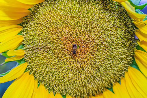Honey bee pollinating sunflower plant. Honey Bee pollinating sunflower. Selective focus.