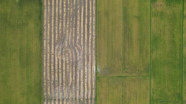 istock The Paddy Rice Fields of Kedah, Malaysia 1426906098