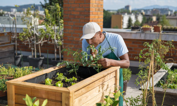 istock Man Planting Vegetables In His Raised Beds On Rooftop 1426912800