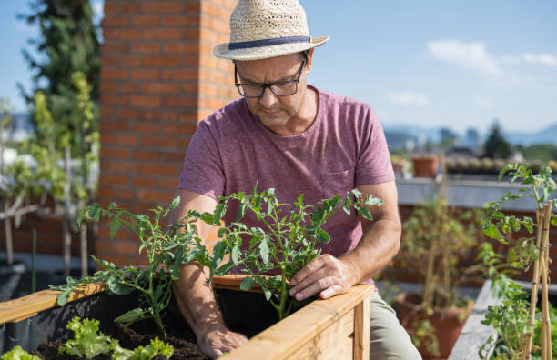 istock Man Planting Vegetables In His Raised Beds On Rooftop 1426912833