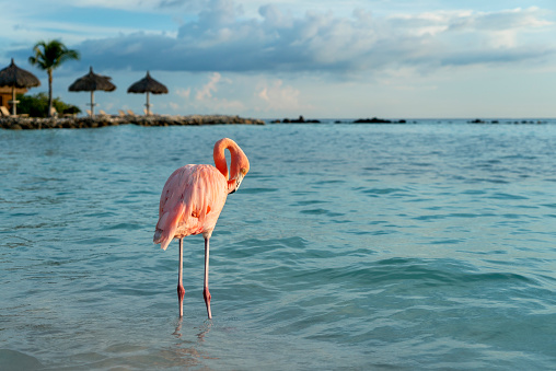 Wild flamingos on Caribbean beach in Aruba off the coast of Oranjestad at sunset.