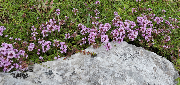 The plant displays numerous pink-purple two-lipped flowers, 3-4mm long in dense ovoid heads on creeping stems. Two sides of the stems are hairy, two sides are almost without hairs. The leaves are hairy, oval and untoothed.
Habitat: Wild Thyme is a low-growing, spreading, mat-forming perennial that has a strong scent when crushed. It grows on dry grassland, in coastal dunes, rock ledges in mountain ranges and on heaths.
Flowering Season: June-September.
Distribution: Almost nearly along the Coasts of Ireland. Further restricted to W and NW Europe.
Widely used by cooks and herbalists. The Oil in Thyme leaves contains thymol, which is used as an antiseptic and also a preservative.

This Picture is made during a Vacation to Ireland in July 2022 and photographed in the Burren Region.
