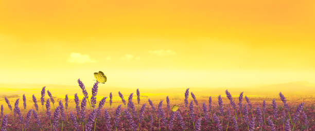 istock Lavender,Flower field, illustration, 3d illustration, 3d rendering, realism, photo realistic 1426916022