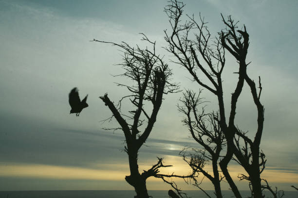 Bird Takes off from Tree at Sunset on the Coast stock photo