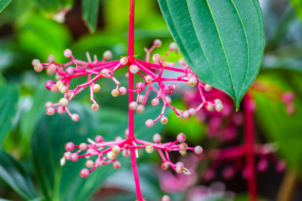 istock Medinilla speciosa tree in the garden 1426924443
