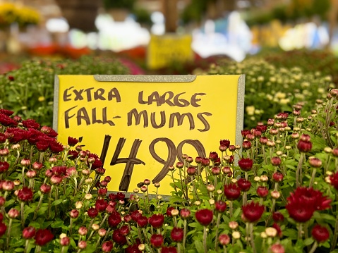 Mums for sale