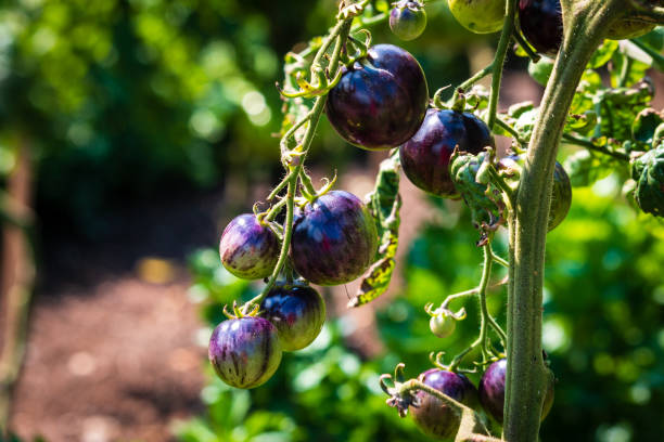 istock purple tomato, farm , harvest, vegetable 1426924950