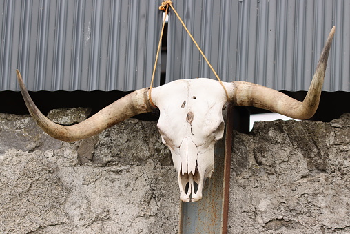 A cattle skull with horns hanging on a barn