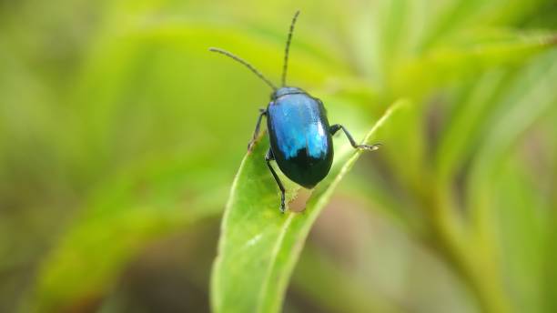 istock Blue milkweed beetle on green leaf in the garden 1426925642