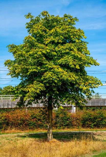 istock Close up of Horse-chestnut tree (Aesculus hippocastanum) 1426927411