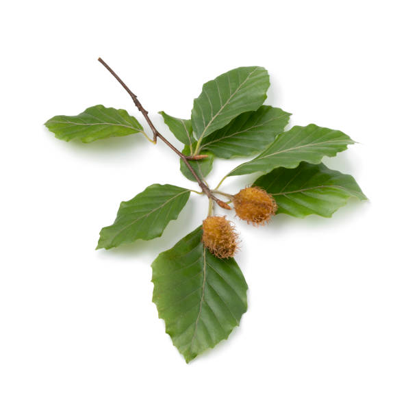 Fresh beech tree twig with a pair of beech nuts on white background Fresh beech tree twig with a pair of beech nuts in autumn isolated on white background beech tree stock pictures, royalty-free photos & images