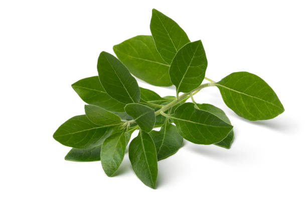 Twig of green ashwaganda plant on white background stock photo