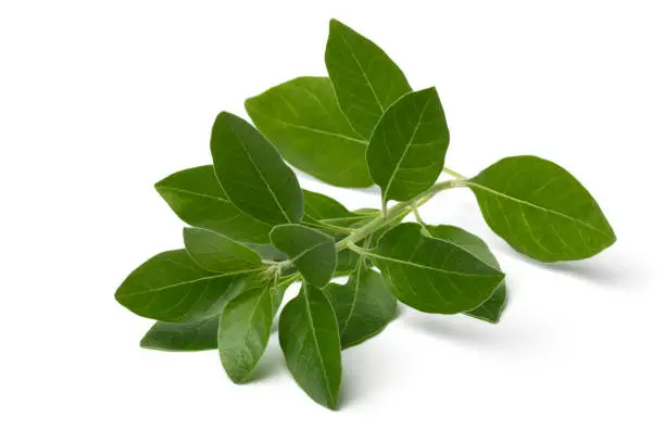 Single twig of green ashwaganda plant  isolated on white background