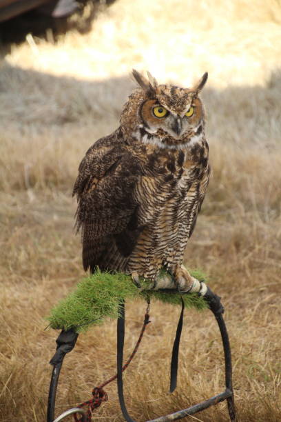istock Bird of Prey Used for Hunting 1426933897
