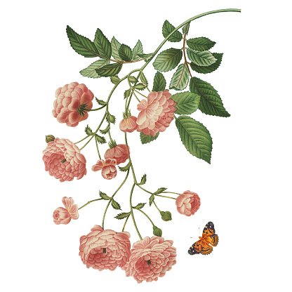 High resolution illustration of a rosa centifolia, also known as Japanese rose, provence rose, cabbage rose or Rose de Mai, isolated on white background. Engraved by Pierre-Joseph Redoute (1759 - 1840), nicknamed 