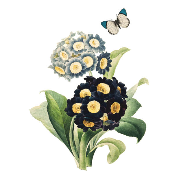 オーリキュラと蝶の|ヴィンテージフラワーイラスト - primrose white background flower nature点のイラスト素材／クリップアート素材／マンガ素材／アイコン素材