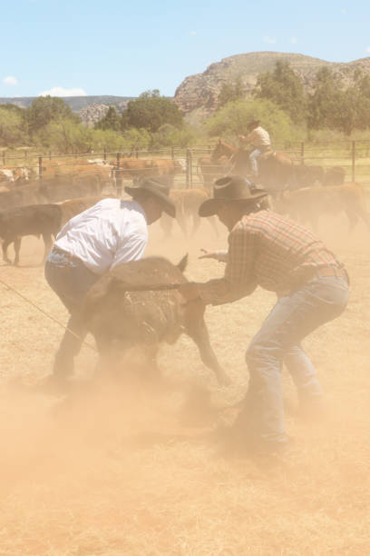 A wide action shot showing the moment of impact as a steer wrestler makes contact with a white steer, kicking up a massive cloud of dust.
