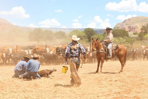 Rodeos are Public performances and an exhibition or contest in which cowboys show their skill at riding broncos, roping calves, wrestling steers,