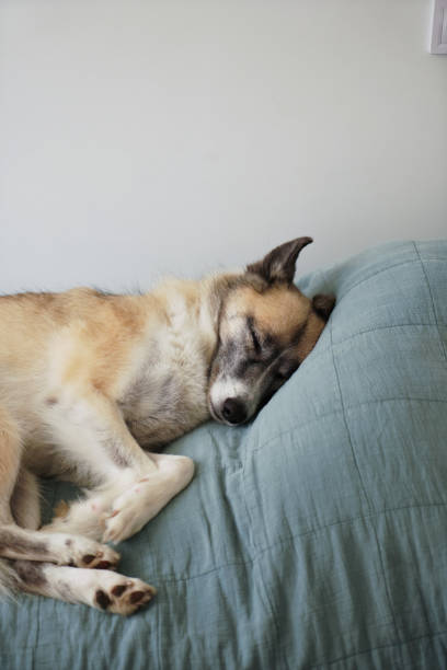 istock dog sleeping on the bed 1426937899