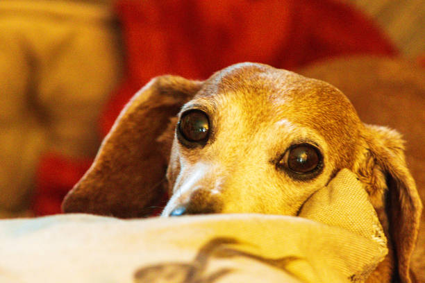 istock Miniature Dachshund Relaxing 1426937945