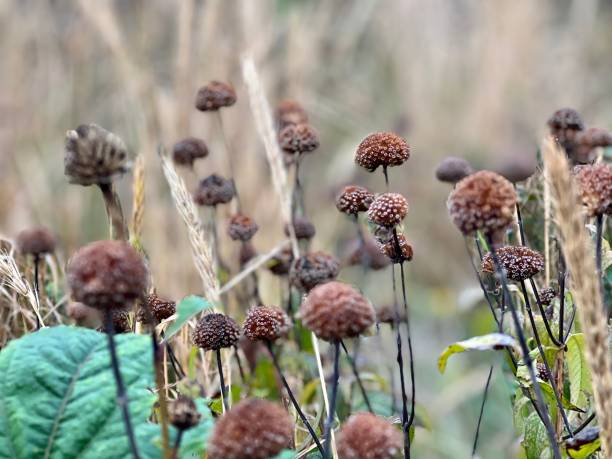 istock Meadow in Autumn 1426940960
